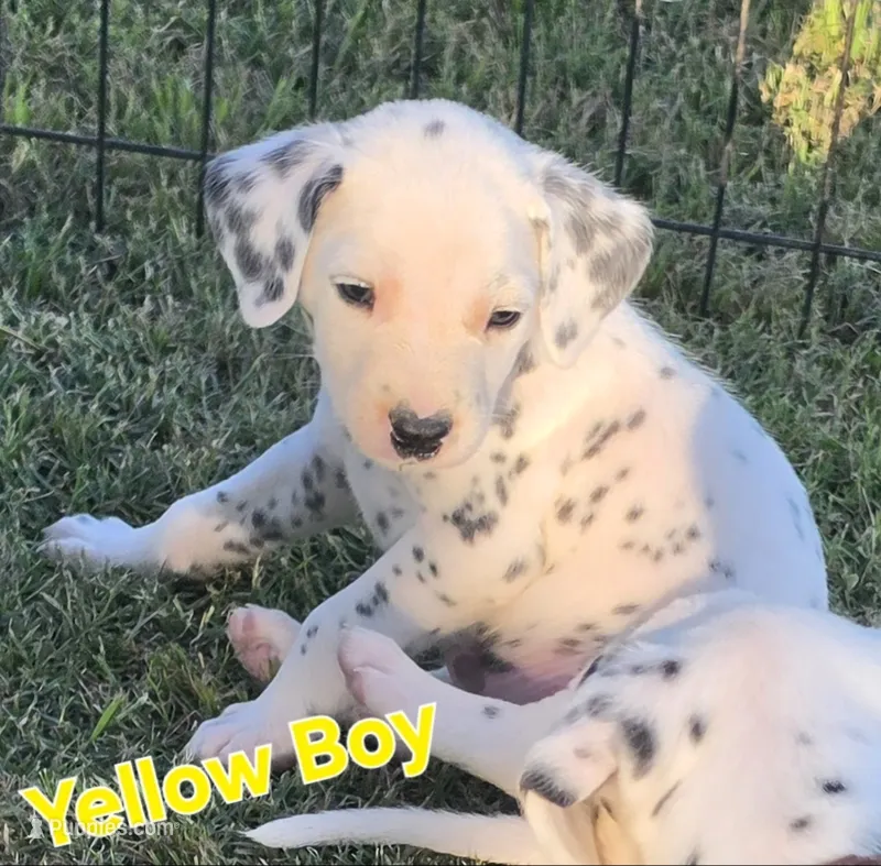 Dalmatian Yellow Boy, Lua – Dalmatian puppy for sale in Canton, TX