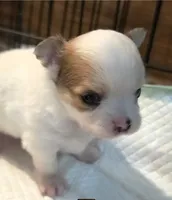 AKC Longcoat Chihuahua Boy , a male Chihuahua for sale in Canton, TX – 3 of 10