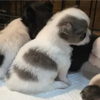 AKC Longcoat Boy , a male Chihuahua for sale in Canton, TX – 6 of 10