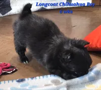 AKC Longcoat Chihuahua Blue Boy, a male Chihuahua for sale in Canton, TX – 5 of 10