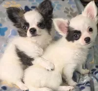 AKC Longcoat Chihuahua Girl , a female Chihuahua for sale in Canton, TX – 6 of 10