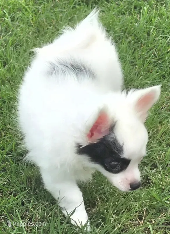 AKC Longcoat Chihuahua Girl  – Chihuahua puppy for sale in Canton, TX