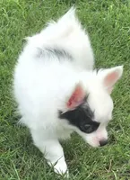 AKC Longcoat Chihuahua Girl , a female Chihuahua for sale in Canton, TX – 1 of 10