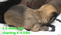 AKC LONGCOAT CHIHUAHUA GREEN BOY, a male Chihuahua for sale in Canton, TX – 5 of 8