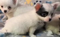 AKC Longcoat Chihuahua Girl , a female Chihuahua for sale in Canton, TX – 7 of 10