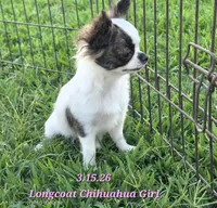 AKC Longcoat Girl Chihuahua , a female Chihuahua for sale in Canton, TX – 9 of 10