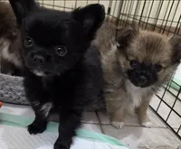 AKC Longcoat chihuahua boy , a male Chihuahua for sale in Canton, TX – 2 of 9
