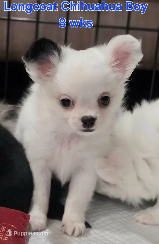 AKC Longcoat Chihuahua white boy – Chihuahua puppy for sale in Canton, TX