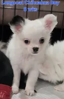 AKC Longcoat Chihuahua white boy, a male Chihuahua for sale in Canton, TX – 1 of 10