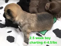 AKC LONGCOAT CHIHUAHUA GREEN BOY, a male Chihuahua for sale in Canton, TX – 6 of 8