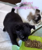 AKC Longcoat Chihuahua Girl , a female Chihuahua for sale in Canton, TX – 2 of 8