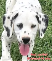 Dalmatian Red Girl, Lua, a female Dalmatian for sale in Canton, TX – 4 of 10