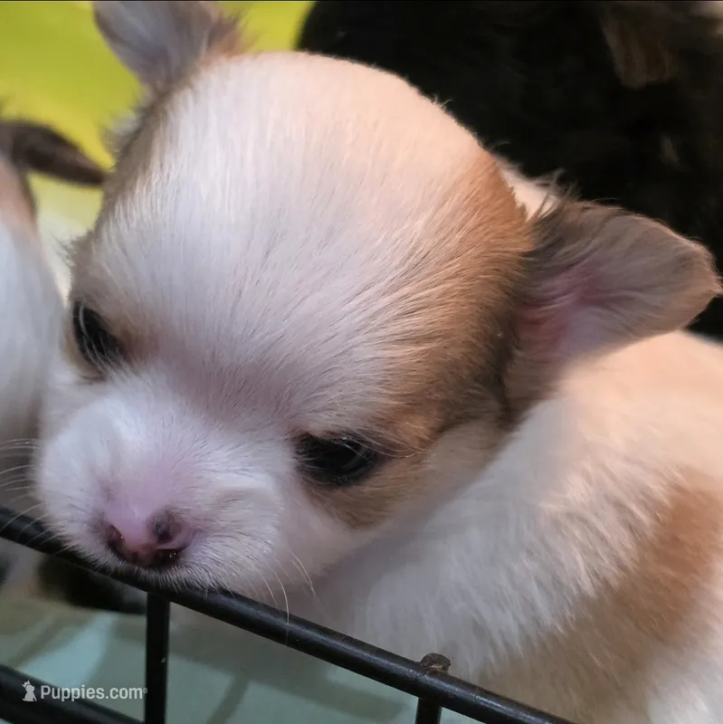 AKC Longcoat Chihuahua Boy  – Chihuahua puppy for sale in Canton, TX