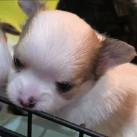 AKC Longcoat Chihuahua Boy , a male Chihuahua for sale in Canton, TX – 1 of 10