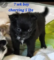 AKC Longcoat Chihuahua Boy , a male Chihuahua for sale in Canton, TX – 10 of 10
