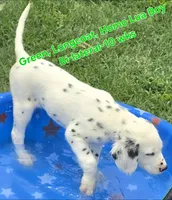 Dalmatian Longcoat Lua Green Boy, a male Dalmatian for sale in Canton, TX – 4 of 10