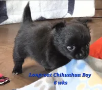 AKC Longcoat Chihuahua Blue Boy, a male Chihuahua for sale in Canton, TX – 6 of 10