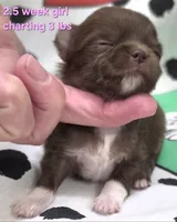 AKC LONGCOAT CHIHUAHUA PINK GIRL , a female Chihuahua for sale in Canton, TX – 8 of 10