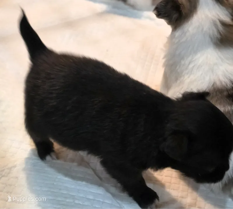 AKC Longcoat Chihuahua Girl  – Chihuahua puppy for sale in Canton, TX