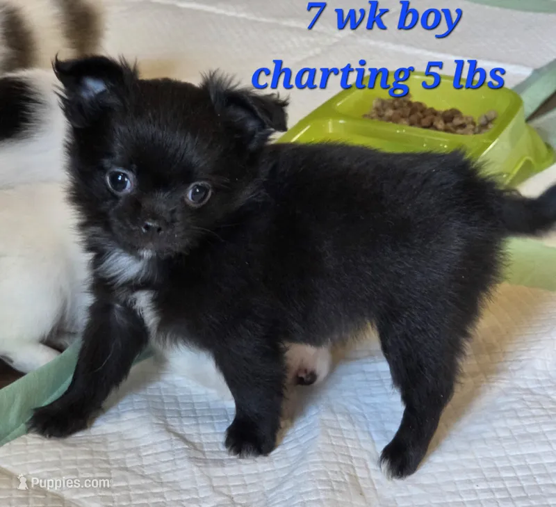 AKC Longcoat Chihuahua Boy  – Chihuahua puppy for sale in Canton, TX