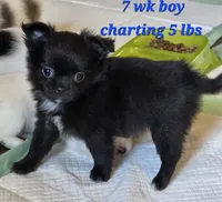 AKC Longcoat Chihuahua Boy , a male Chihuahua for sale in Canton, TX – 1 of 10