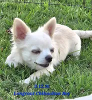 AKC Longcoat Chihuahua Boy, a male Chihuahua for sale in Canton, TX – 4 of 8