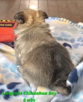 AKC LONGCOAT CHIHUAHUA GREEN BOY, a male Chihuahua for sale in Canton, TX – 8 of 10