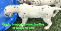 Dalmatian Longcoat Lua Green Boy, a male Dalmatian for sale in Canton, TX – 3 of 10