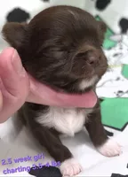 AKC LONGCOAT PURPLE GIRL , a female Chihuahua for sale in Canton, TX – 2 of 9