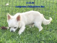AKC Longcoat Chihuahua Boy, a male Chihuahua for sale in Canton, TX – 6 of 8