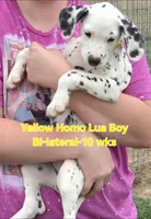 Dalmatian Yellow Boy, Lua, a male Dalmatian for sale in Canton, TX – 2 of 10