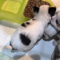 AKC Longcoat Chihuahua Girl , a female Chihuahua for sale in Canton, TX – 5 of 10