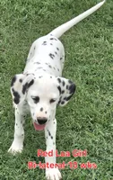Dalmatian Red Girl, Lua, a female Dalmatian for sale in Canton, TX – 6 of 10