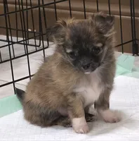 AKC Longcoat Chihuahua Girl , a female Chihuahua for sale in Canton, TX – 4 of 10