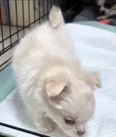 AKC Longcoat Chihuahua Boy, a male Chihuahua for sale in Canton, TX – 6 of 10