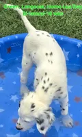 Dalmatian Longcoat Lua Green Boy, a male Dalmatian for sale in Canton, TX – 5 of 10