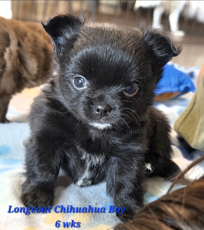 AKC Longcoat Chihuahua Blue Boy – Chihuahua puppy for sale in Canton, TX