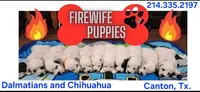 Dalmatian Longcoat Lua Green Boy, a male Dalmatian for sale in Canton, TX – 10 of 10