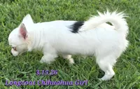 AKC Longcoat Chihuahua Girl , a female Chihuahua for sale in Canton, TX – 7 of 10