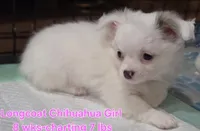 AKC Longcoat Chihuahua Girl , a female Chihuahua for sale in Canton, TX – 8 of 10