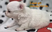 AKC Longcoat Thelma's Girl, a female Chihuahua for sale in Canton, TX – 8 of 10