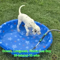 Dalmatian Longcoat Lua Green Boy, a male Dalmatian for sale in Canton, TX – 2 of 10