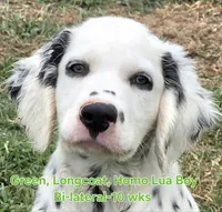 Dalmatian Longcoat Lua Green Boy, a male Dalmatian for sale in Canton, TX – 7 of 10