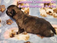 AKC Longcoat Chihuahua Girl , a female Chihuahua for sale in Canton, TX – Photo 8 of 10