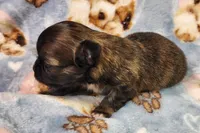 AKC Longcoat Chihuahua Girl , a female Chihuahua for sale in Canton, TX – Photo 2 of 10