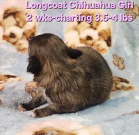 AKC Longcoat Chihuahua Girl , a female Chihuahua for sale in Canton, TX – Photo 3 of 10