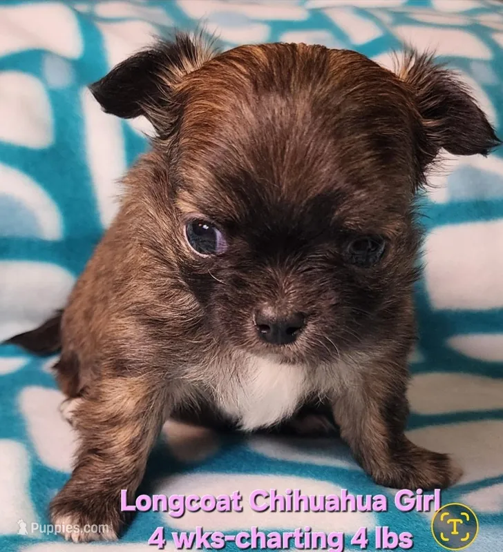 AKC Longcoat Chihuahua Girl  – Chihuahua puppy for sale in Canton, TX