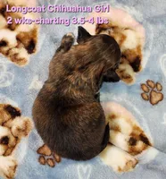 AKC Longcoat Chihuahua Girl , a female Chihuahua for sale in Canton, TX – Photo 7 of 10