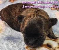 AKC Longcoat Chihuahua Girl , a female Chihuahua for sale in Canton, TX – Photo 1 of 10