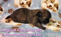 AKC Longcoat Chihuahua Girl , a female Chihuahua for sale in Canton, TX – Photo 5 of 10